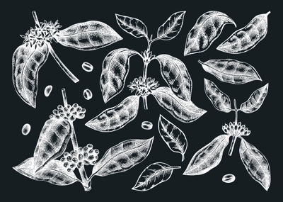 Hand sketched coffee plants, beans, leaves, and flowers illustrations bundle. Botanical coffee elements on chalkboard. Hand-drawn coffee tree branches in engraved style. Drink ingredients set.